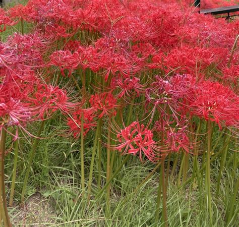 紅蓮華 彼岸花|彼岸花（ヒガンバナ）ってどんな花？別名や赤・黄色・白の花言。